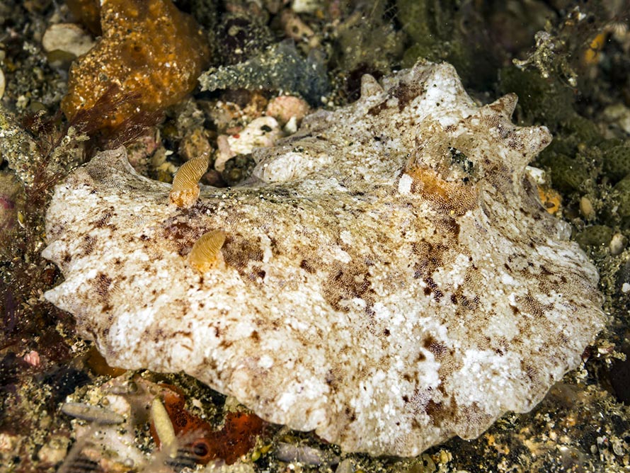 Platydoris sabulosa